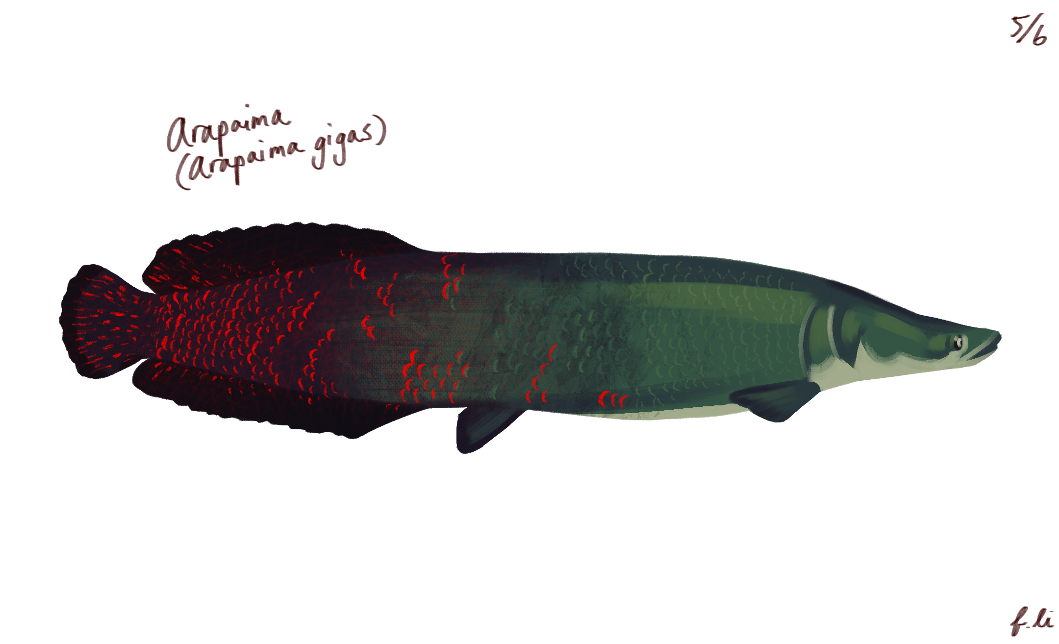 arapaima
