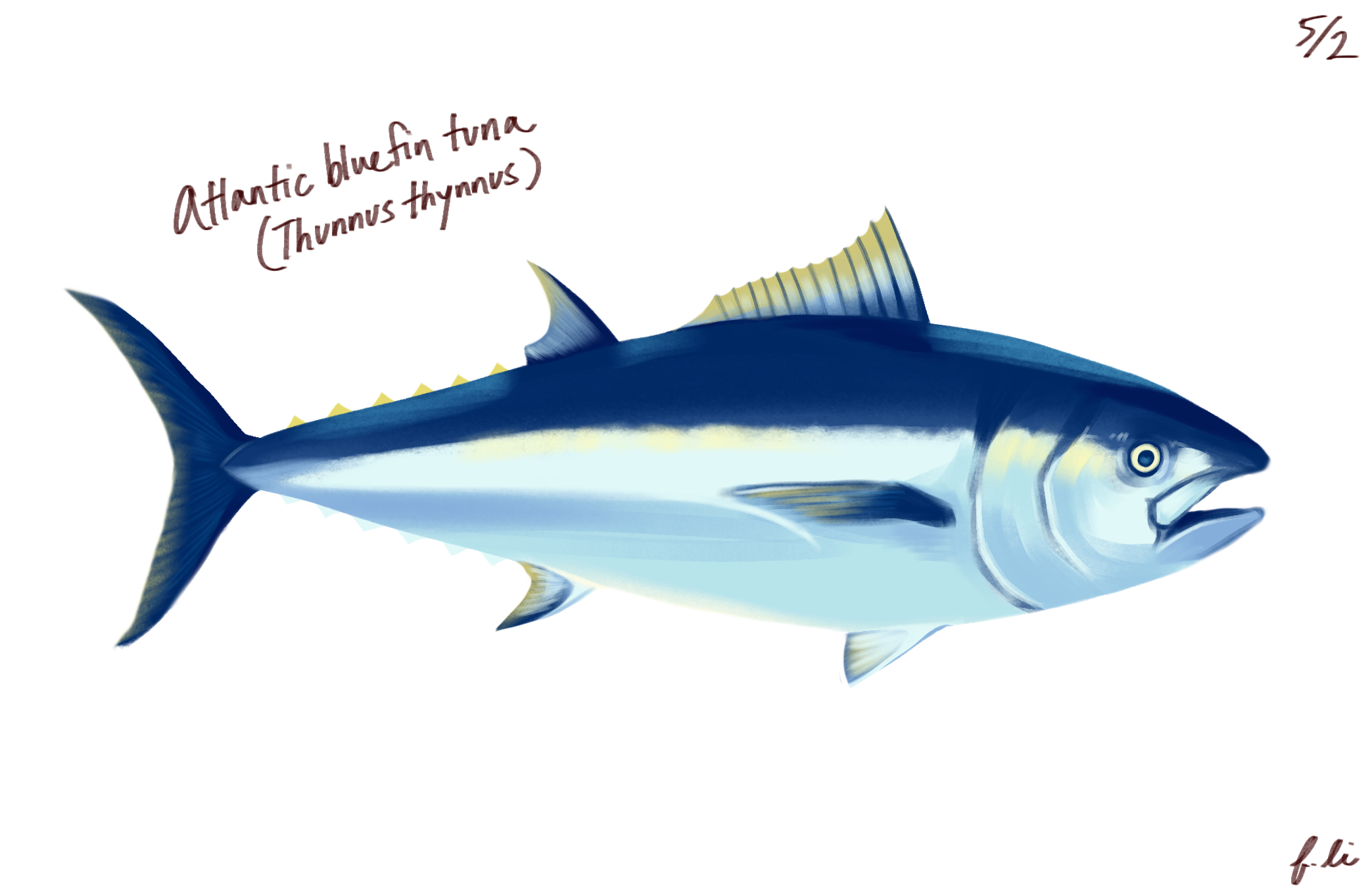 atlantic bluefin tuna