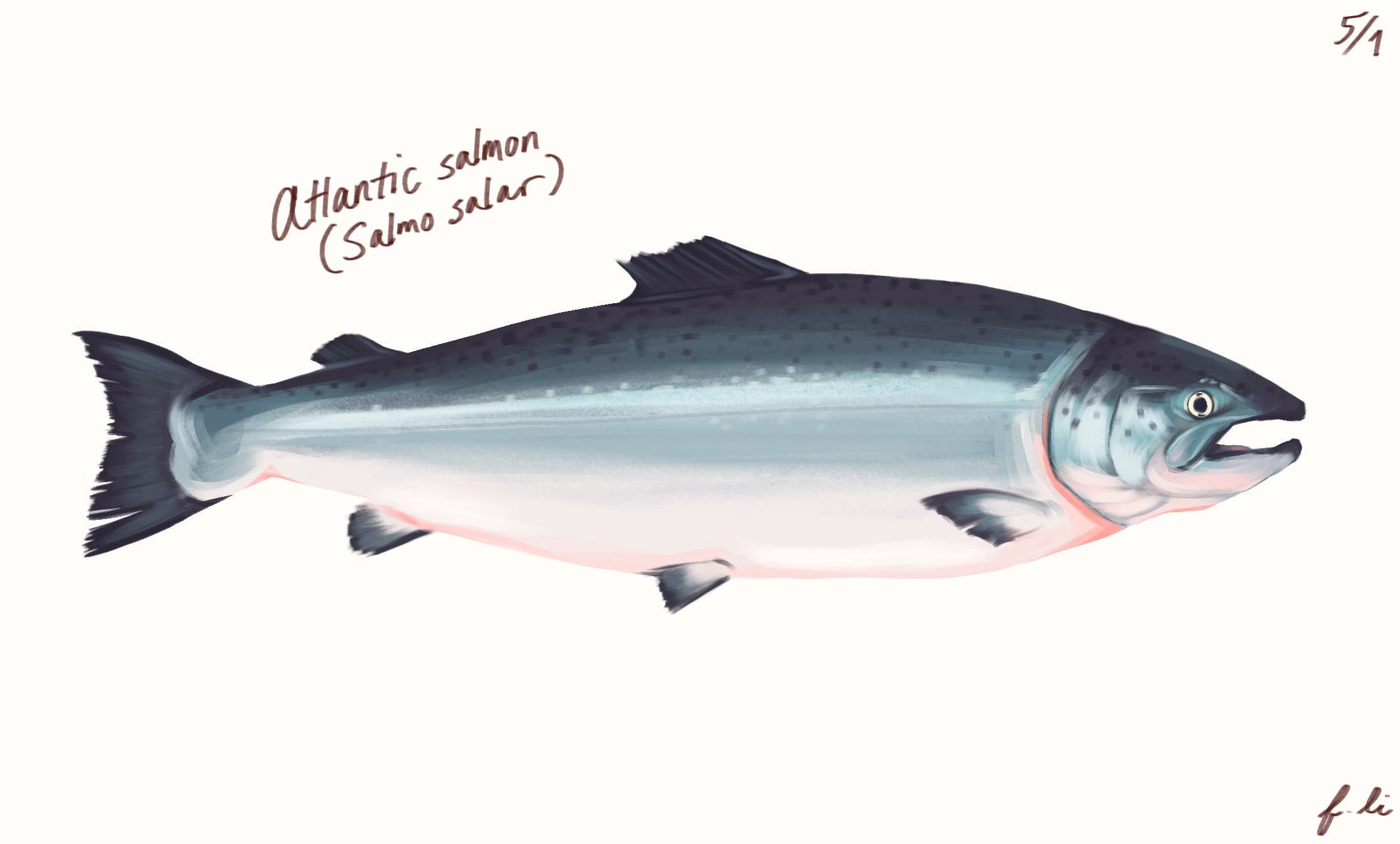 atlantic salmon