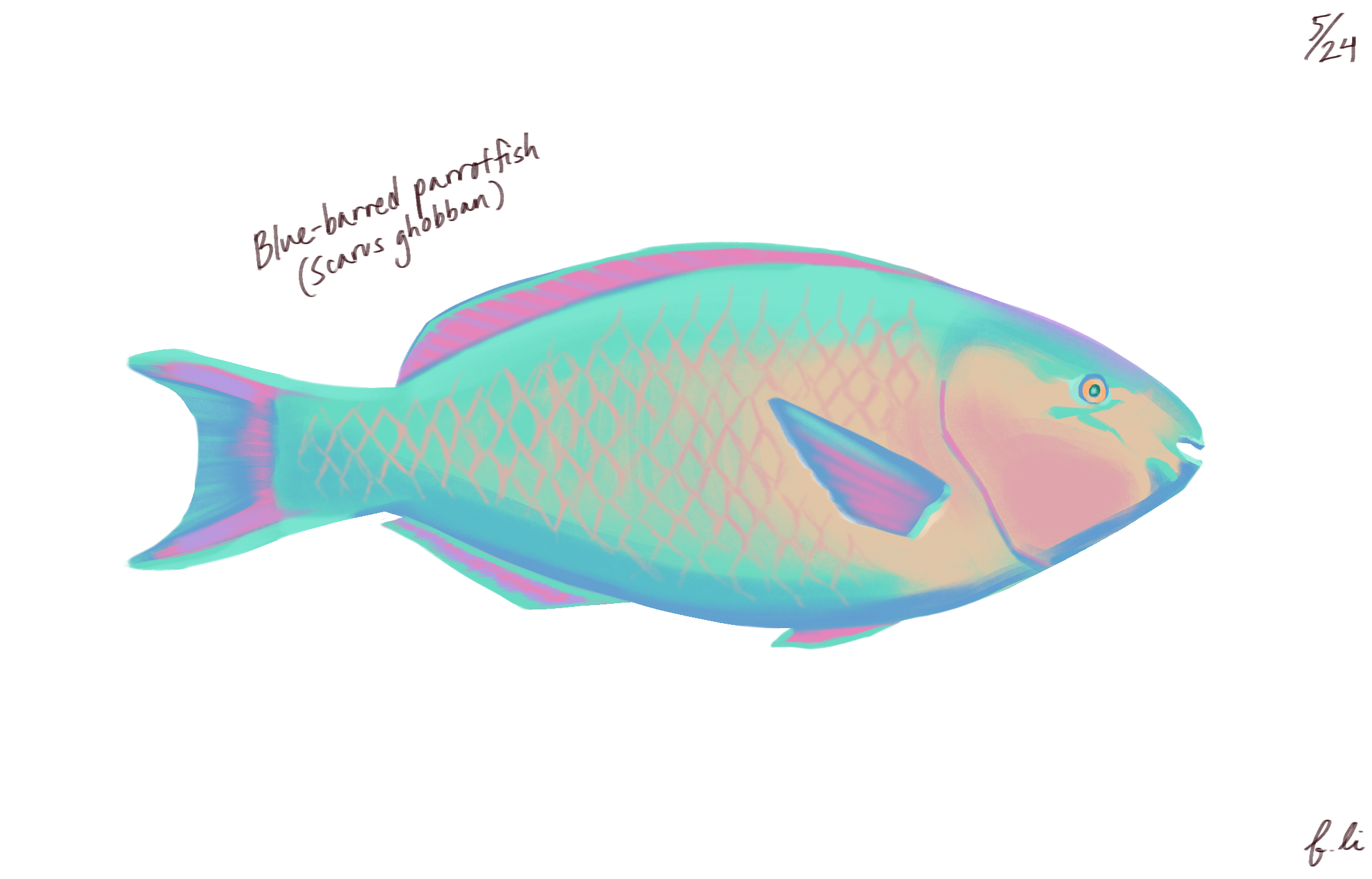 blue-barred parrotfish