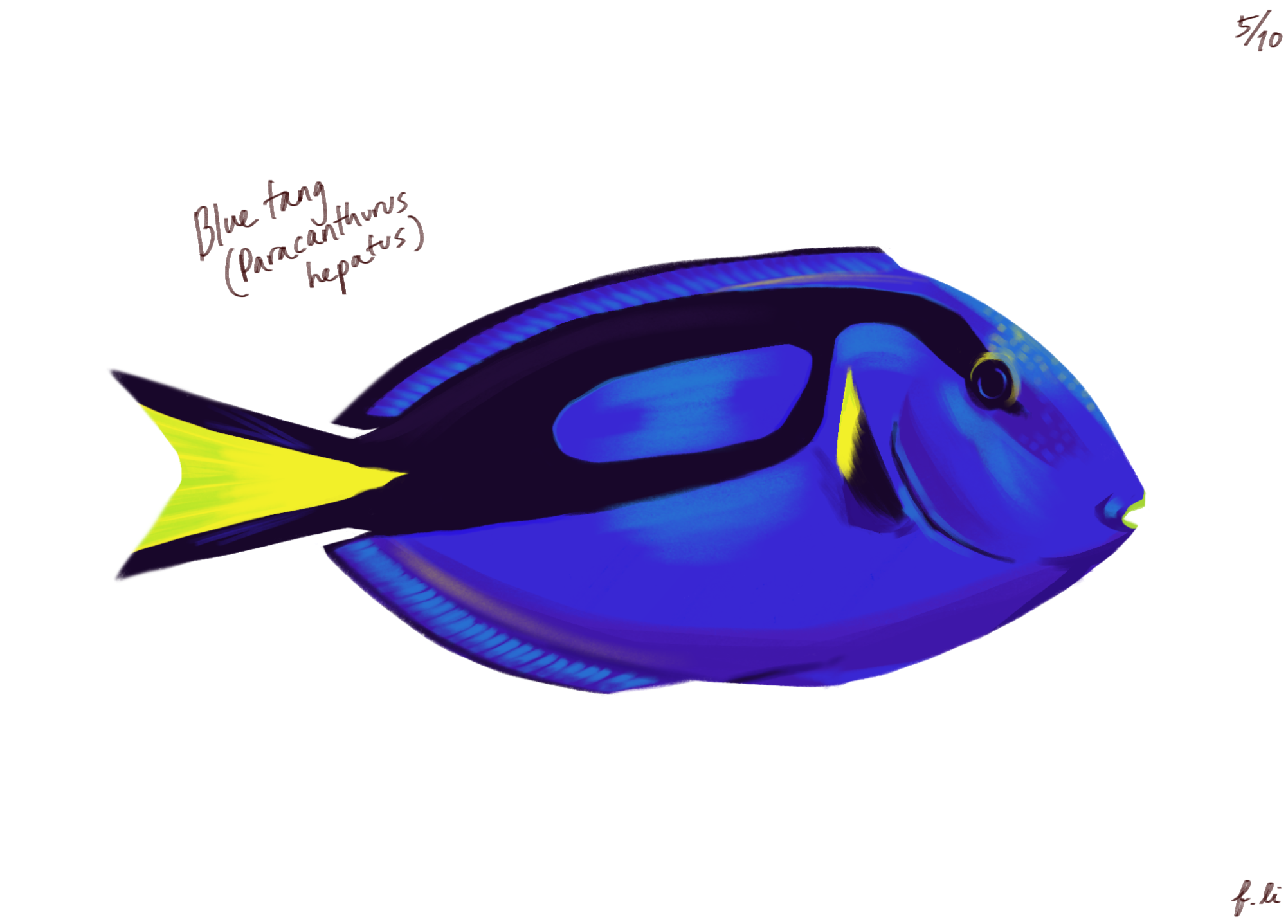 blue tang
