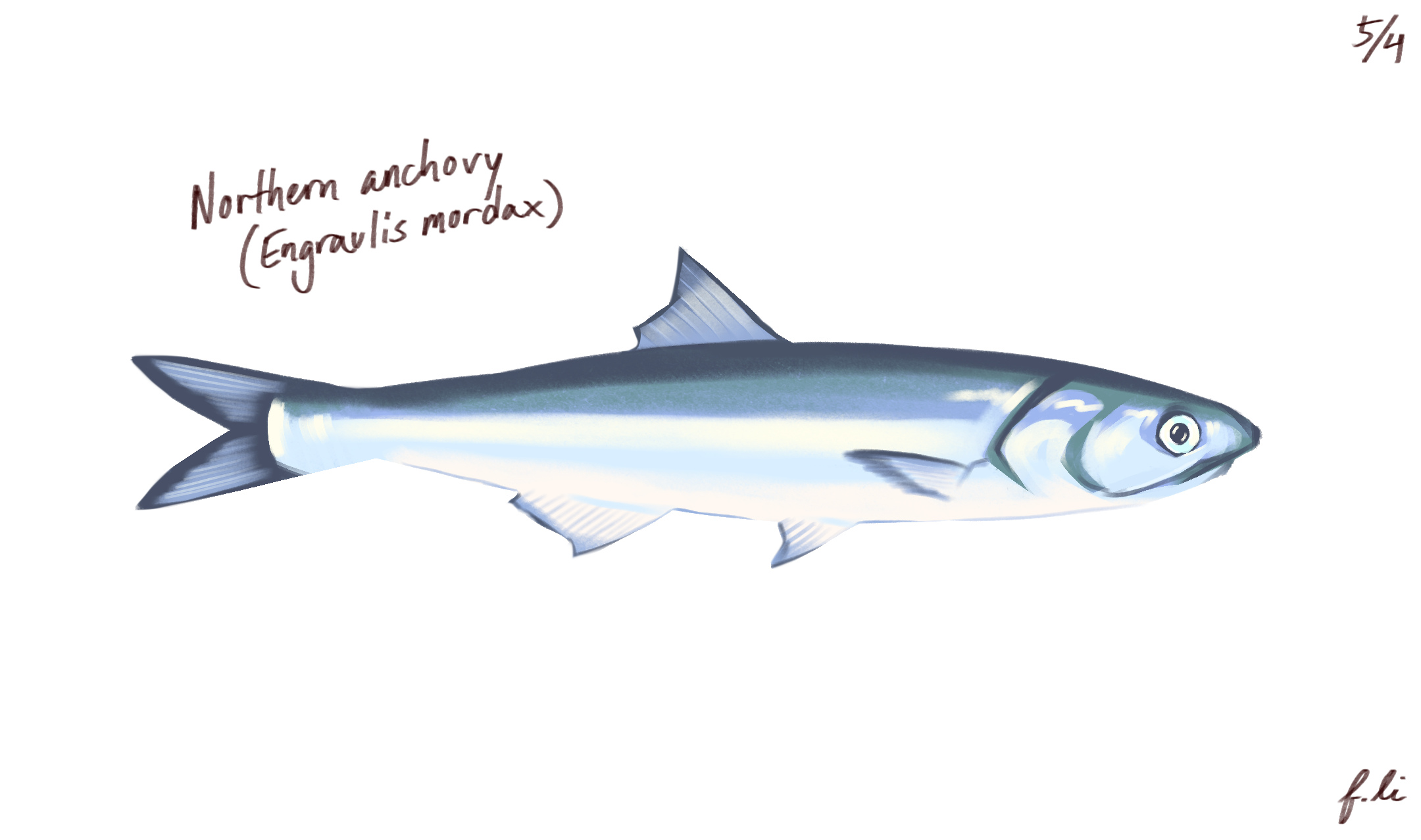 northern anchovy