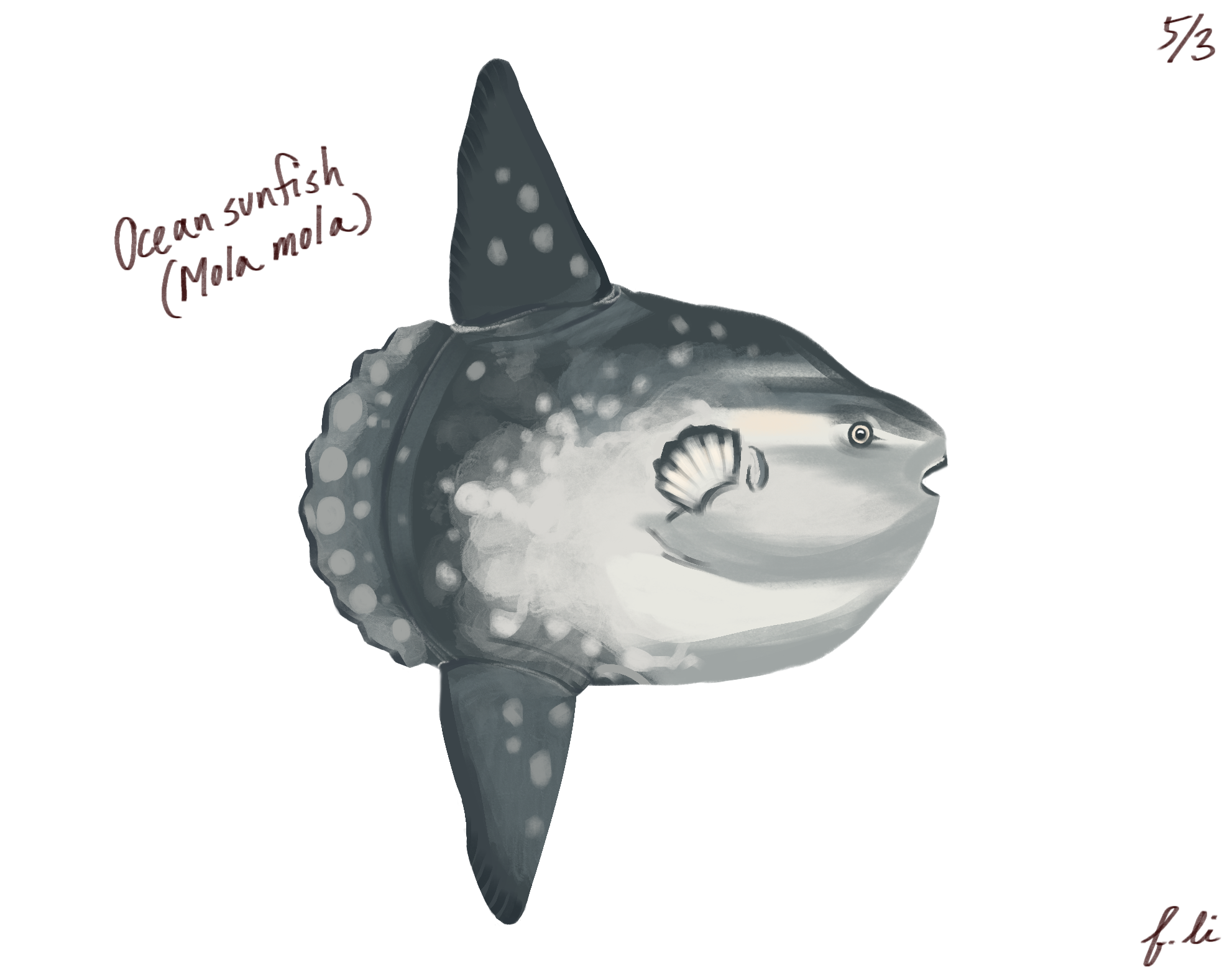 ocean sunfish
