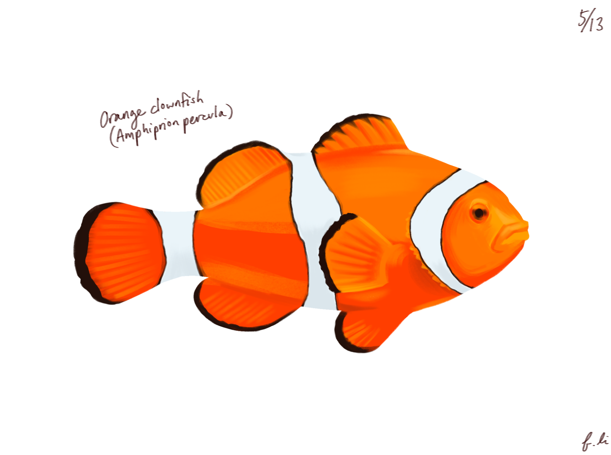 orange clownfish
