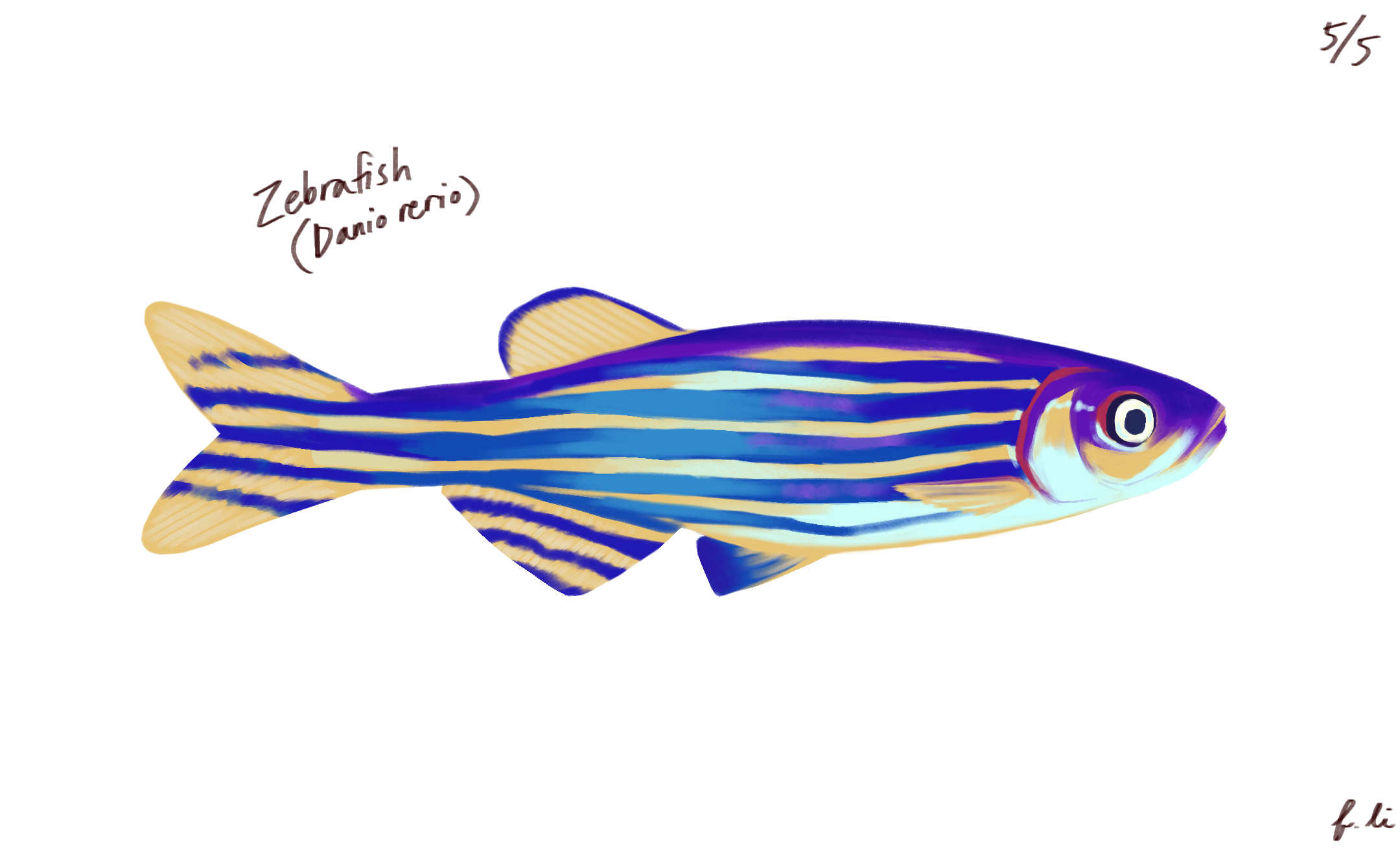 zebrafish
